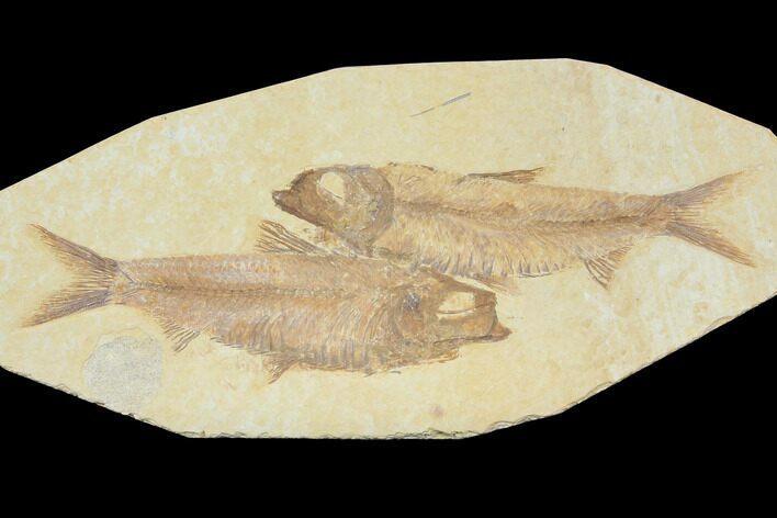 Two Detailed Fossil Fish (Knightia) - Wyoming #116766
